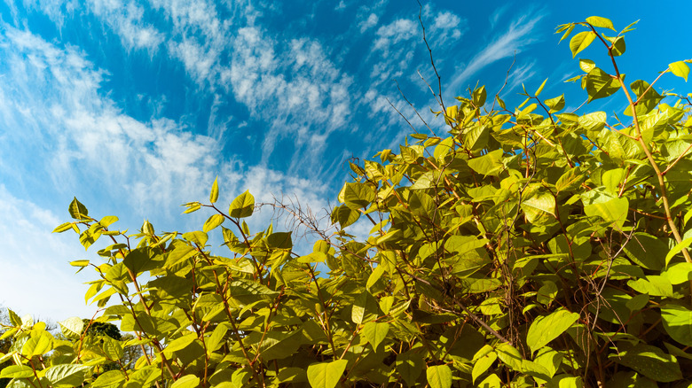 japanese knotgrass against blue sky