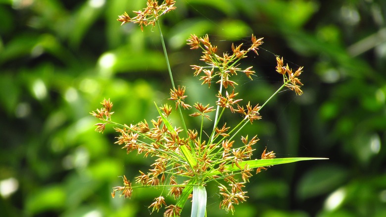 Nutsedge closeup