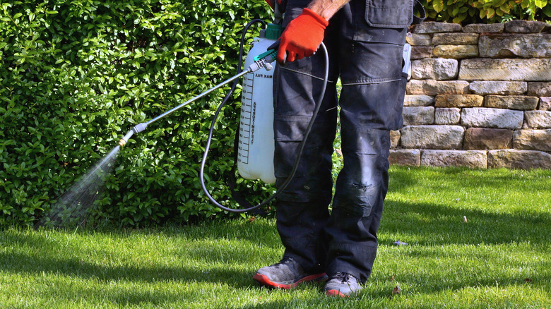 Man sprays lawn for weeds