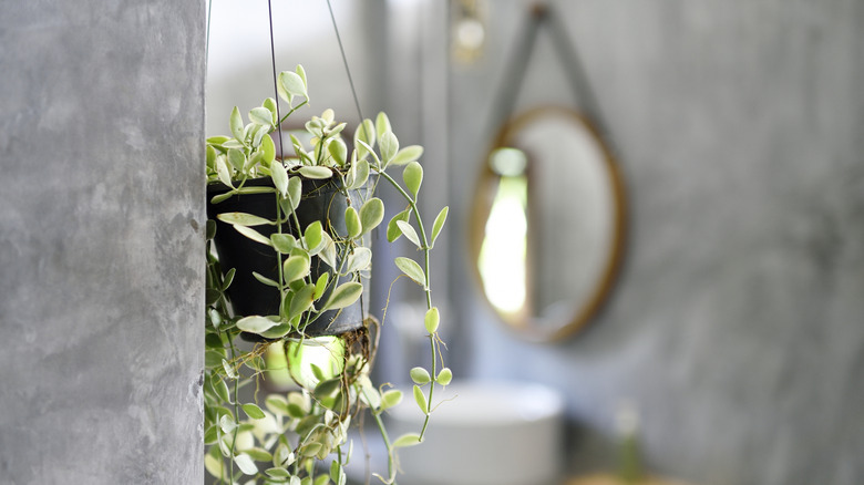 hanging plant against an interior concrete wall