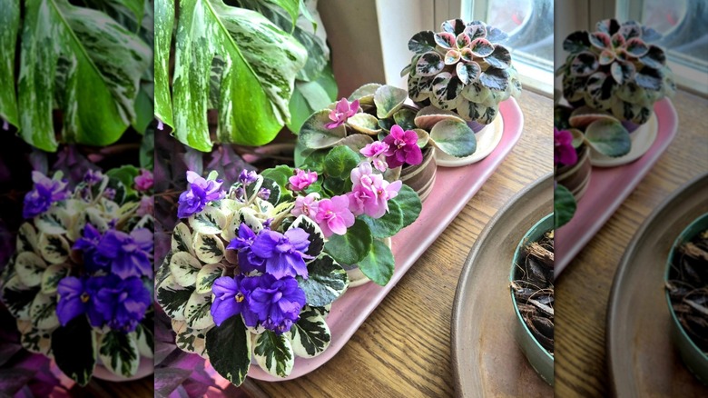 A row of African violets by a window