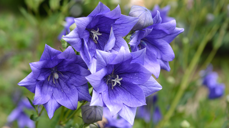 blue bellflowers