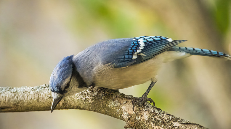 blue jay