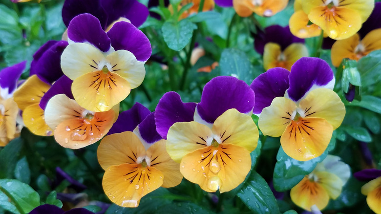 Violet and yellow violas