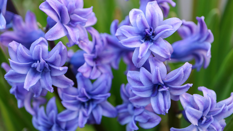 Close up of purple hyacinths