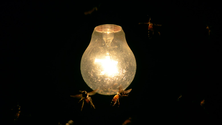 wasps around light bulb at night 