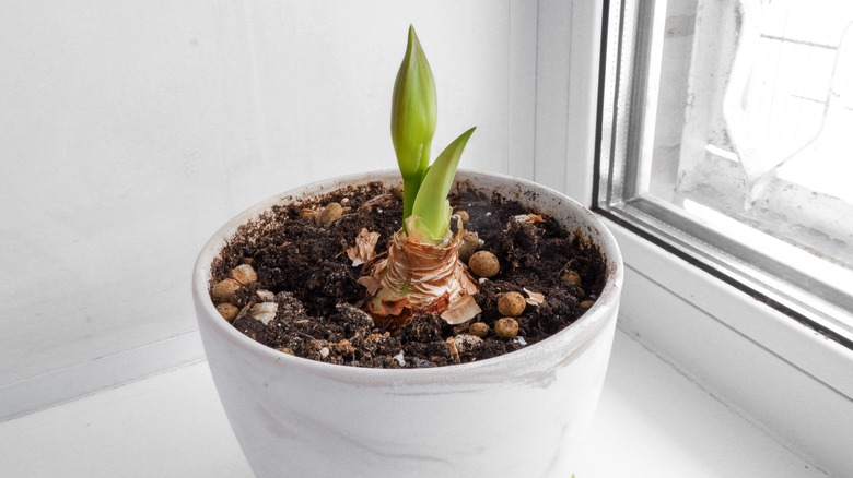 Amaryllis bulb planted by windowsill