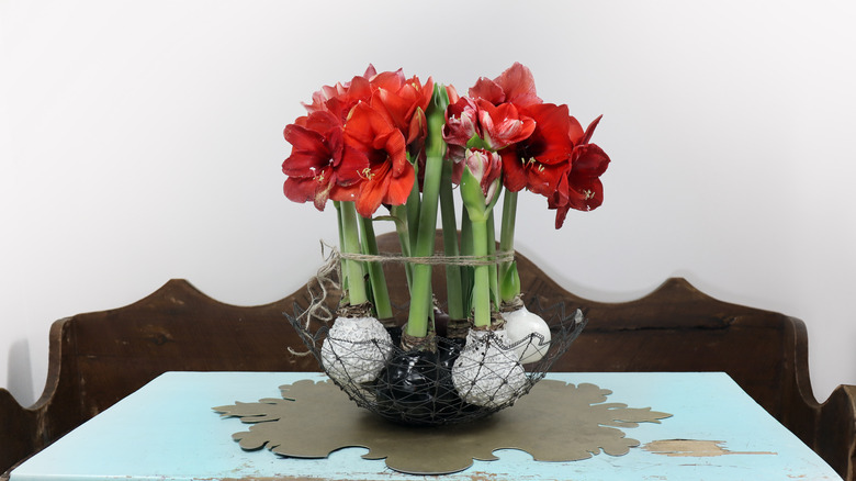 Bouquet of wax bulb amaryllis