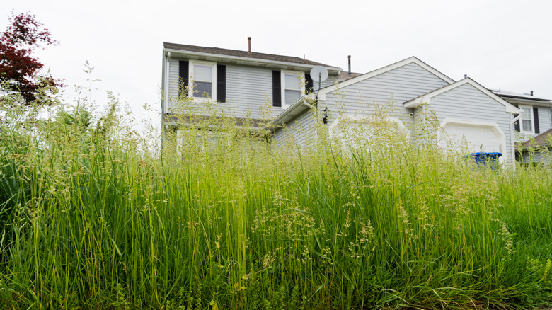 overgrown lawn