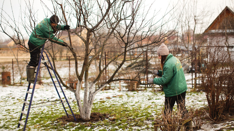 pruning tree winter