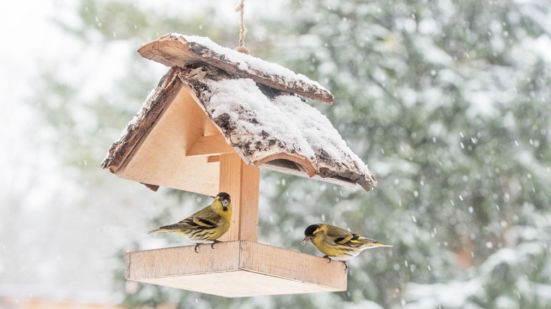 The One Thing You Should Do To Your Bird Feeder Before A Snow Storm Hits