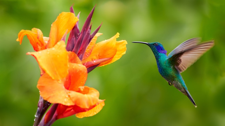 Hummingbird seeking flower nectar