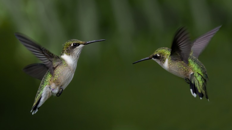 Pair of hummingbirds flying