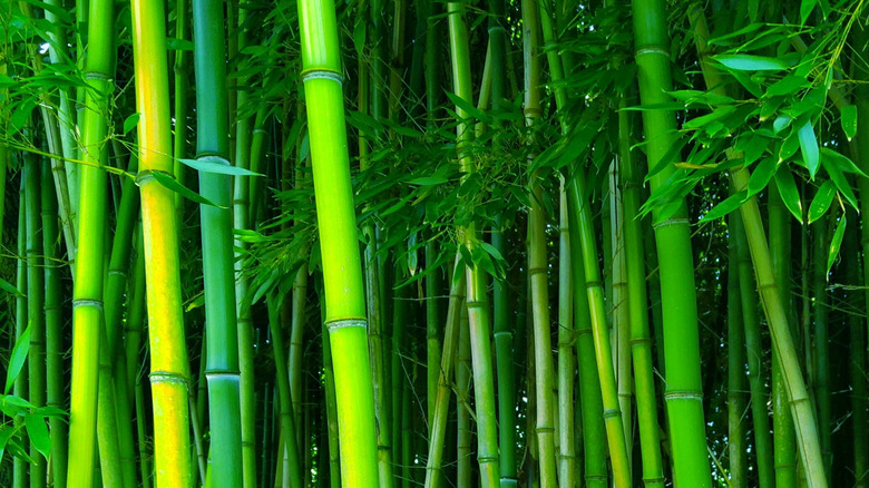 Dense running bamboo forest