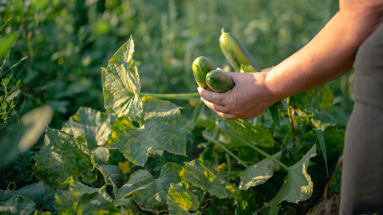 Person holding cucumbers in hand