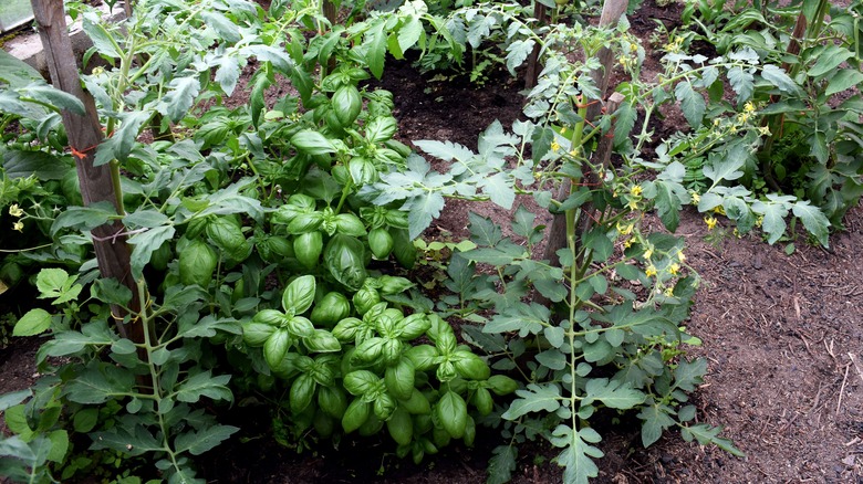 Basil growing near tomatoes