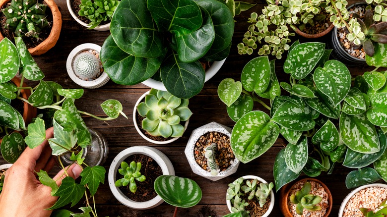 collection of houseplants