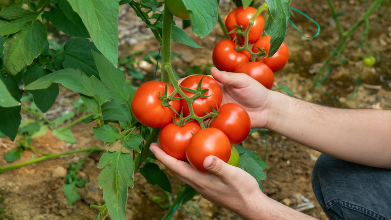 person holding tomatoes on plant