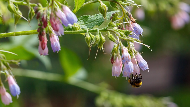 bee on a comfrey flower