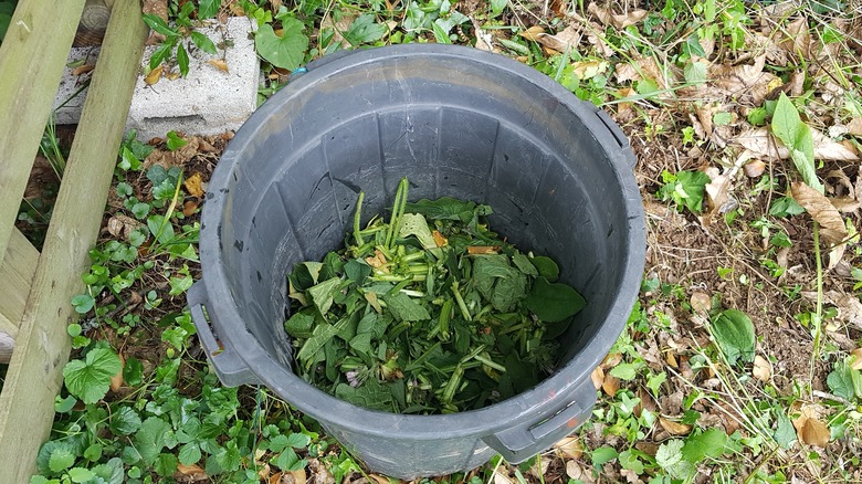 chopped up comfrey leaves