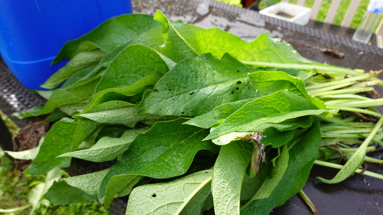 harvested comfrey leaves