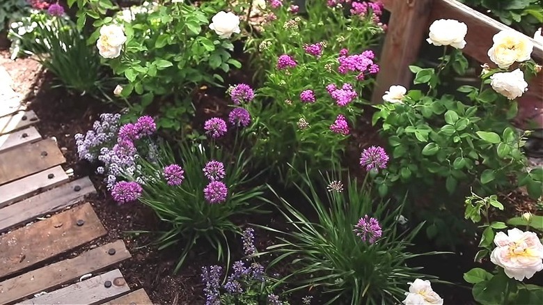 Growing roses with allium