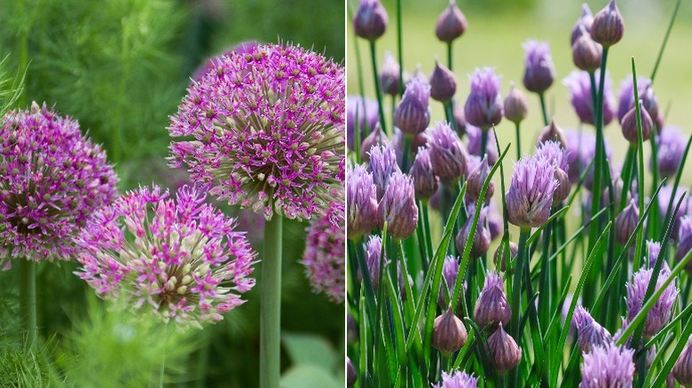 Ornamental onions and chives