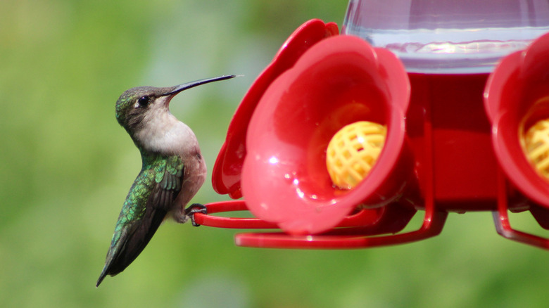 Hummingbird perched on red feeder