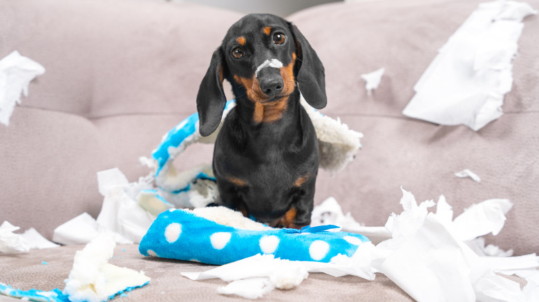 dog surrounded with shredded fabric