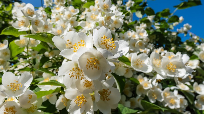 mock orange flowers