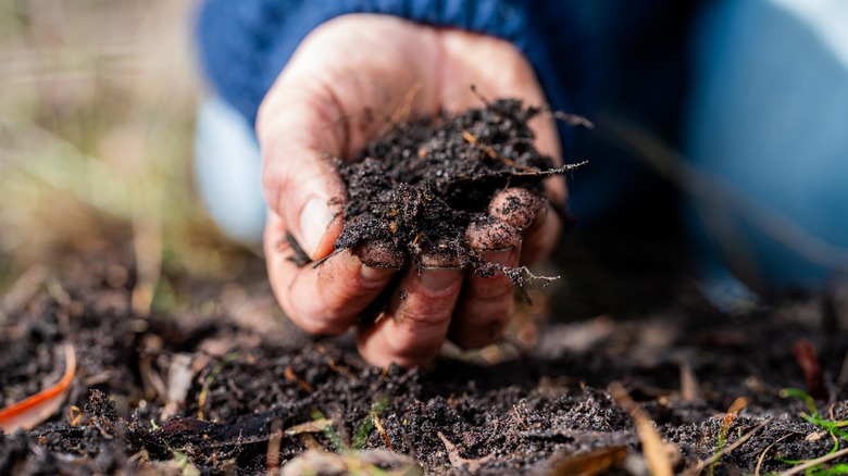 gardener holding soil
