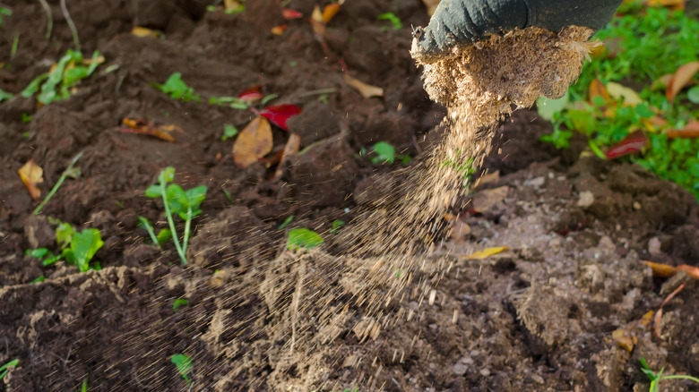 gardener spreading ground fertilizer
