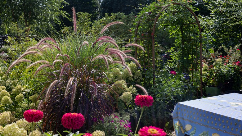 zinnias and ornamental grass