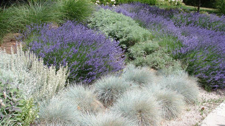 A garden has blue fescue and lavender planted together.