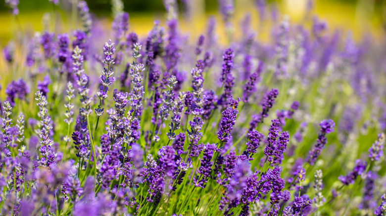 Lavender blossoms in a garden.