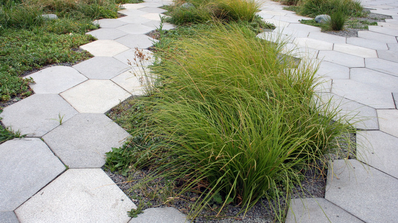 row of tufted hairgrass