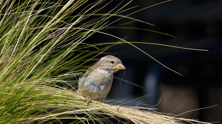 bird perched on ornamental grass