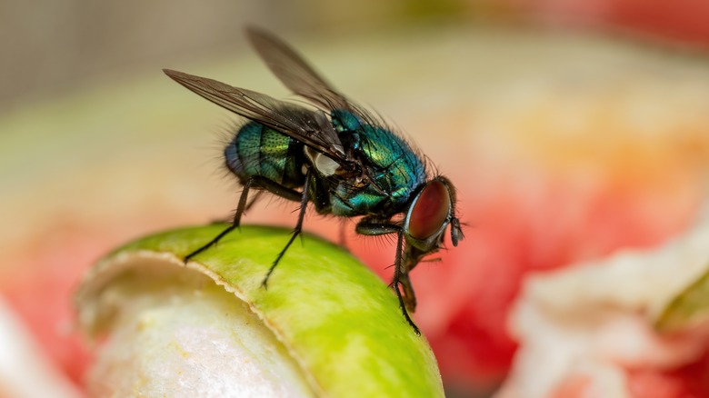 House fly feeding off fruit