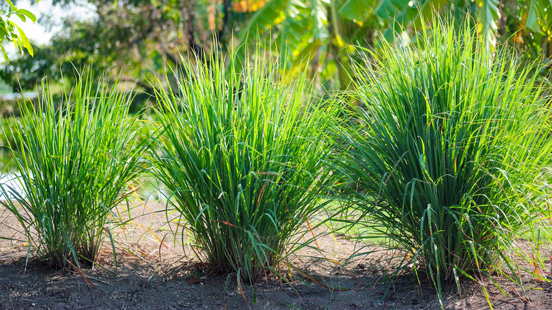 lemongrass plants in tropical setting