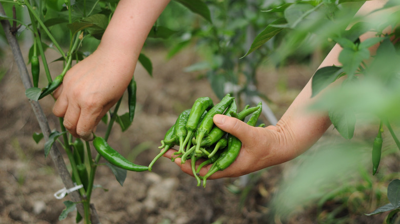 Person working in vegetable garden