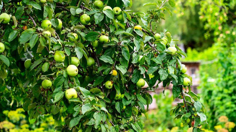 An apple tree growing in a backyard.