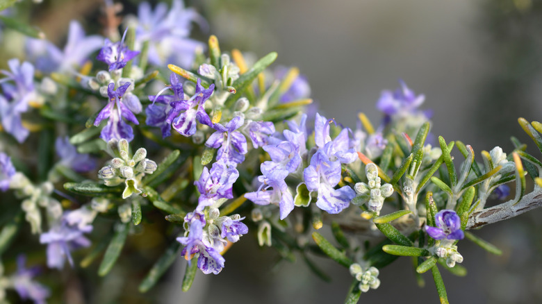 A closeup of creeping rosemary's purple blooms