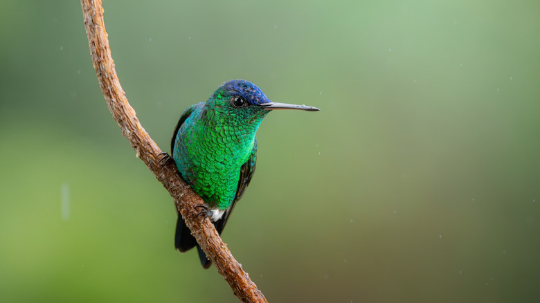 A green-breasted hummingbird perched on a twig