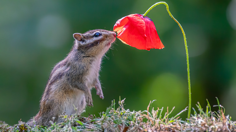 Chipmunk smelling a poppy flower