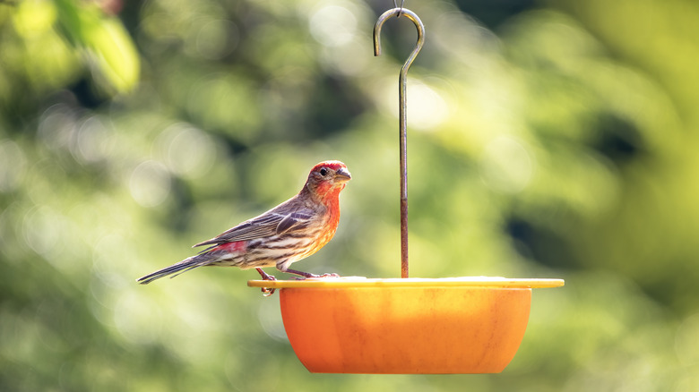 bird at bird feeder in sun