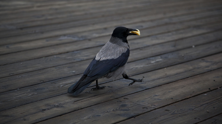 crow with chip in beak