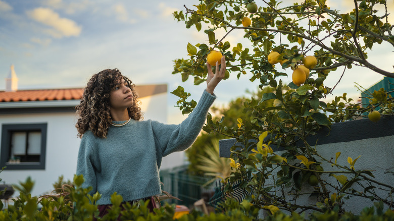 Woman picking lemon from tree 