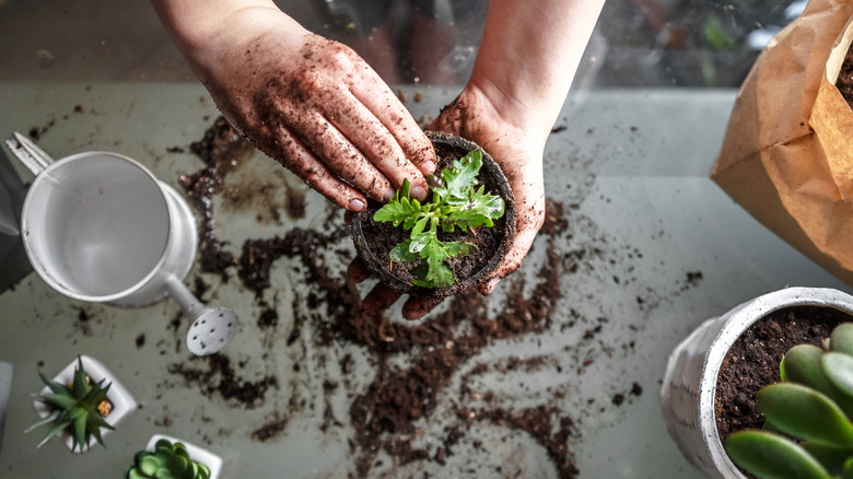 hands repotting a seedling