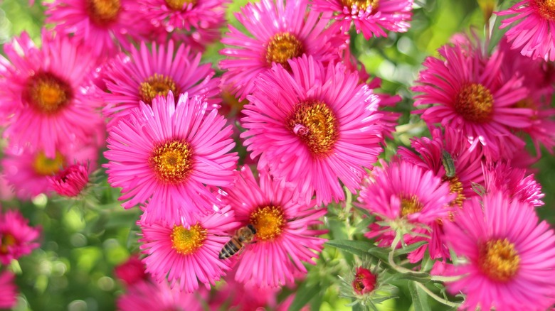 Bright pink new york aster