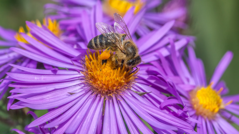 Bee on purple aster